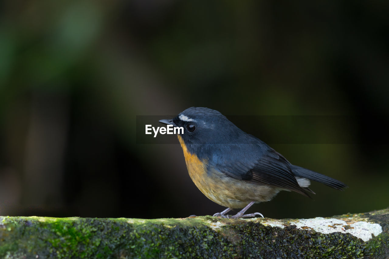 CLOSE-UP OF A BIRD PERCHING ON A PLANT