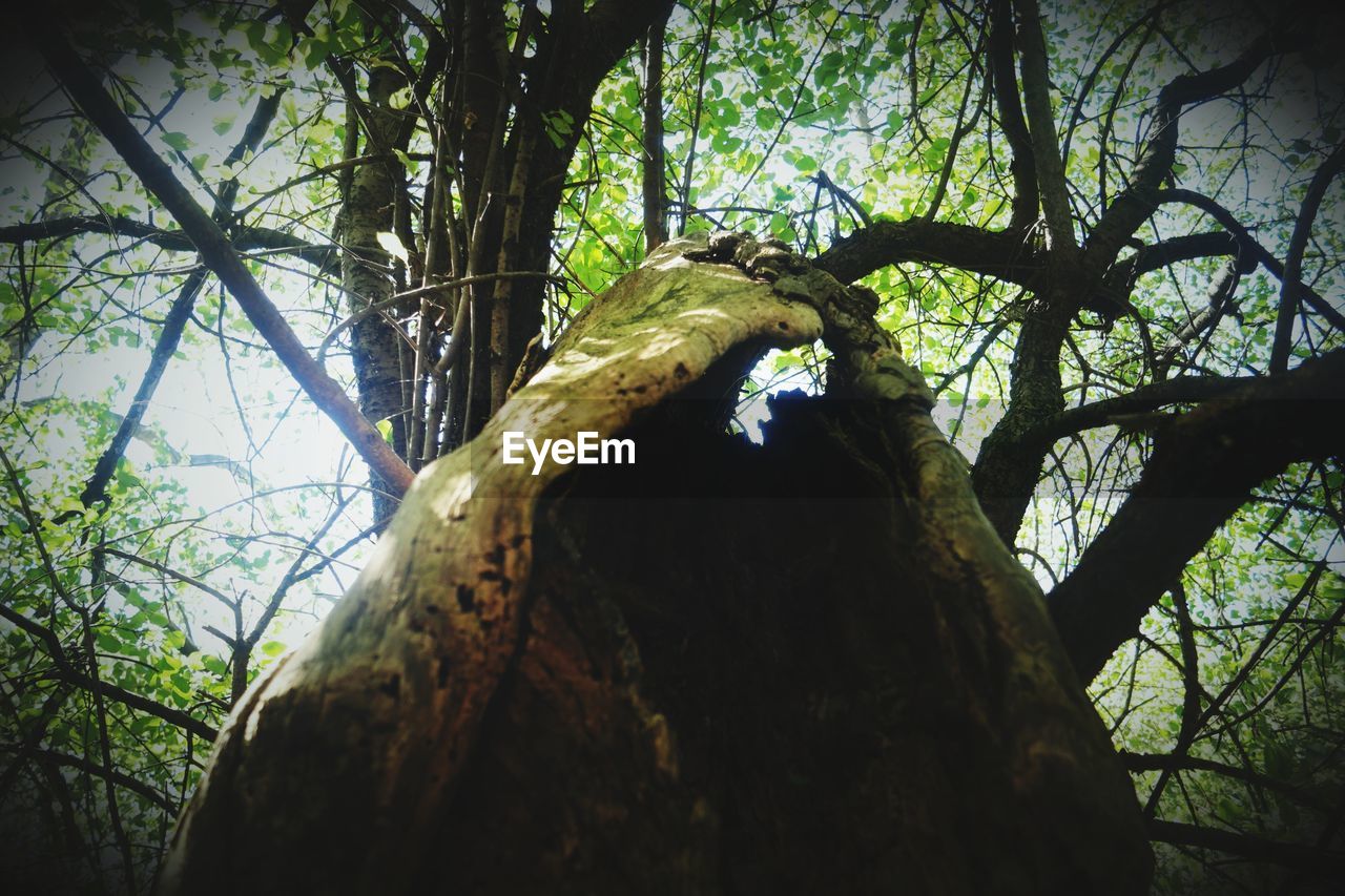 LOW ANGLE VIEW OF A TREE IN FOREST