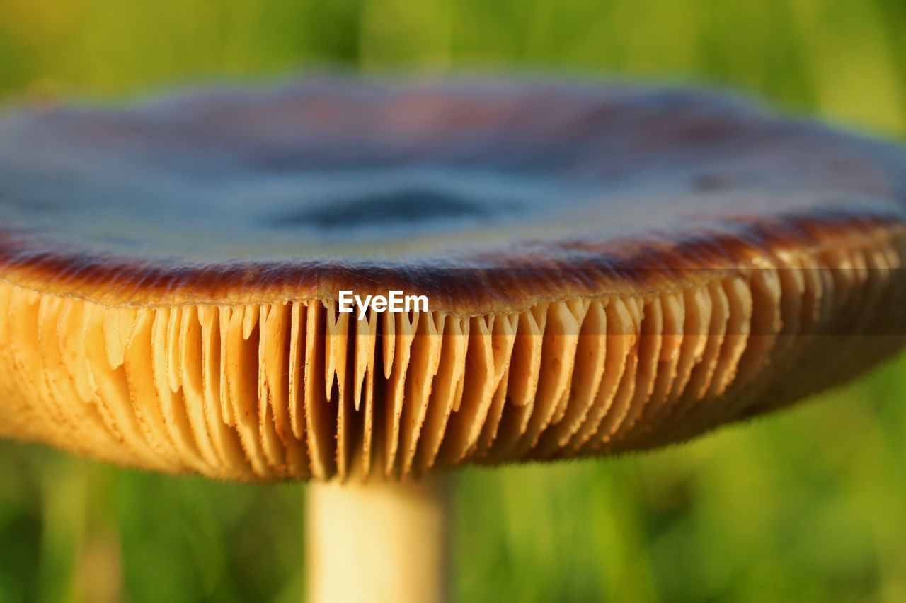 Close-up of mushroom