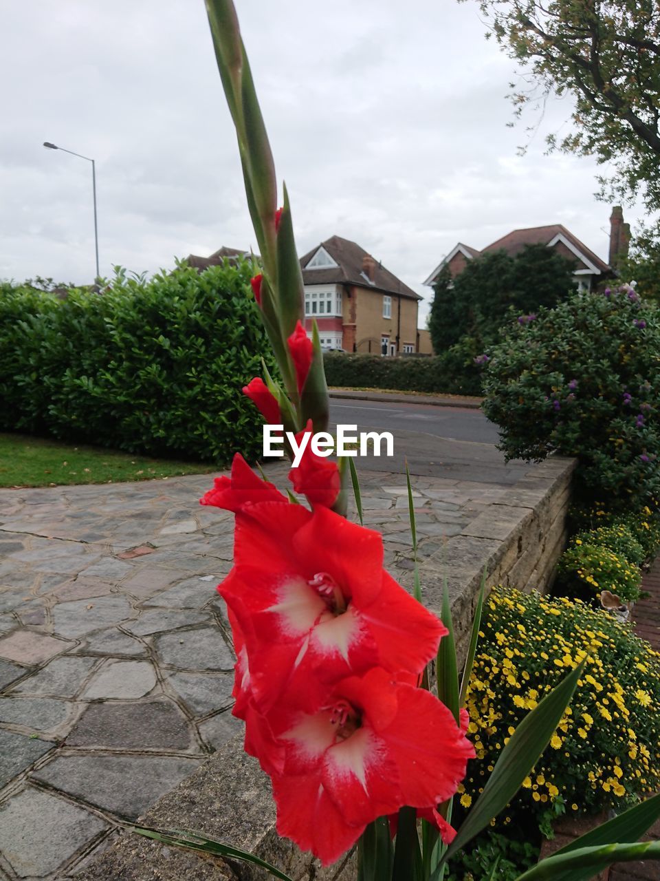 CLOSE-UP OF RED HIBISCUS BLOOMING AGAINST TREES