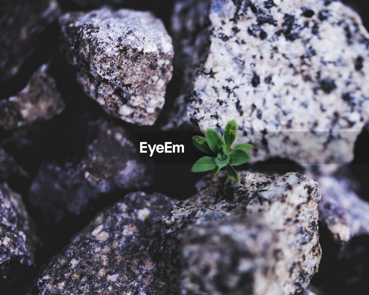 CLOSE-UP OF FRESH GREEN PLANT