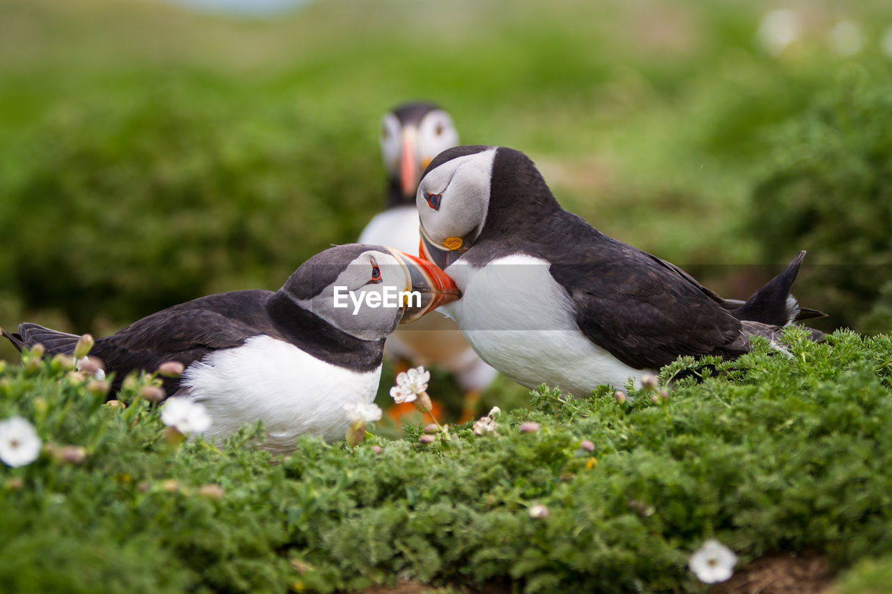 Puffins on amidst plants on land