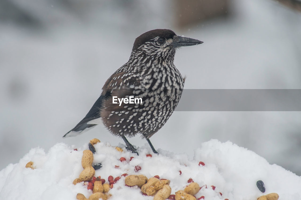 CLOSE-UP OF BIRDS PERCHING ON SNOW