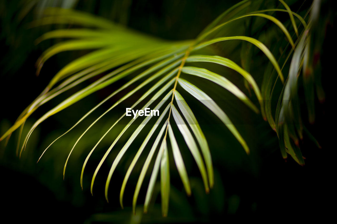 Beautiful green palm leaf. palm leaf on black background