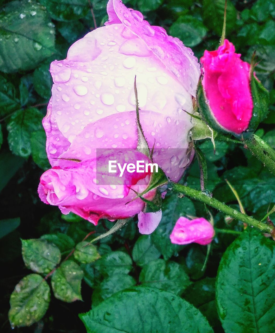 CLOSE-UP OF PINK ROSE BLOOMING IN PARK