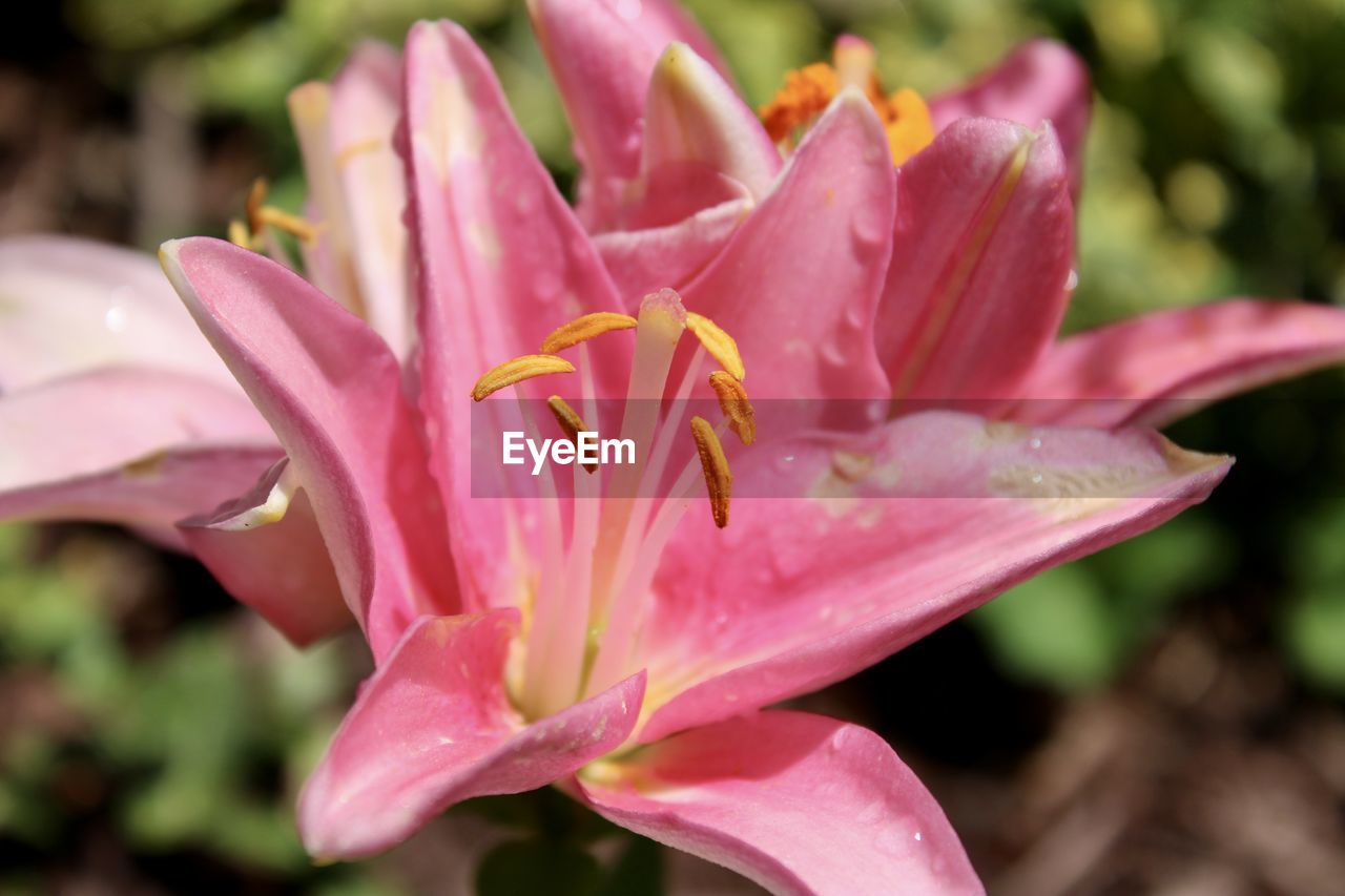 flower, flowering plant, plant, beauty in nature, freshness, pink, petal, close-up, fragility, inflorescence, nature, flower head, macro photography, growth, lily, water, focus on foreground, pollen, no people, blossom, botany, outdoors, stamen, magenta, springtime, drop, day, selective focus, tropical climate