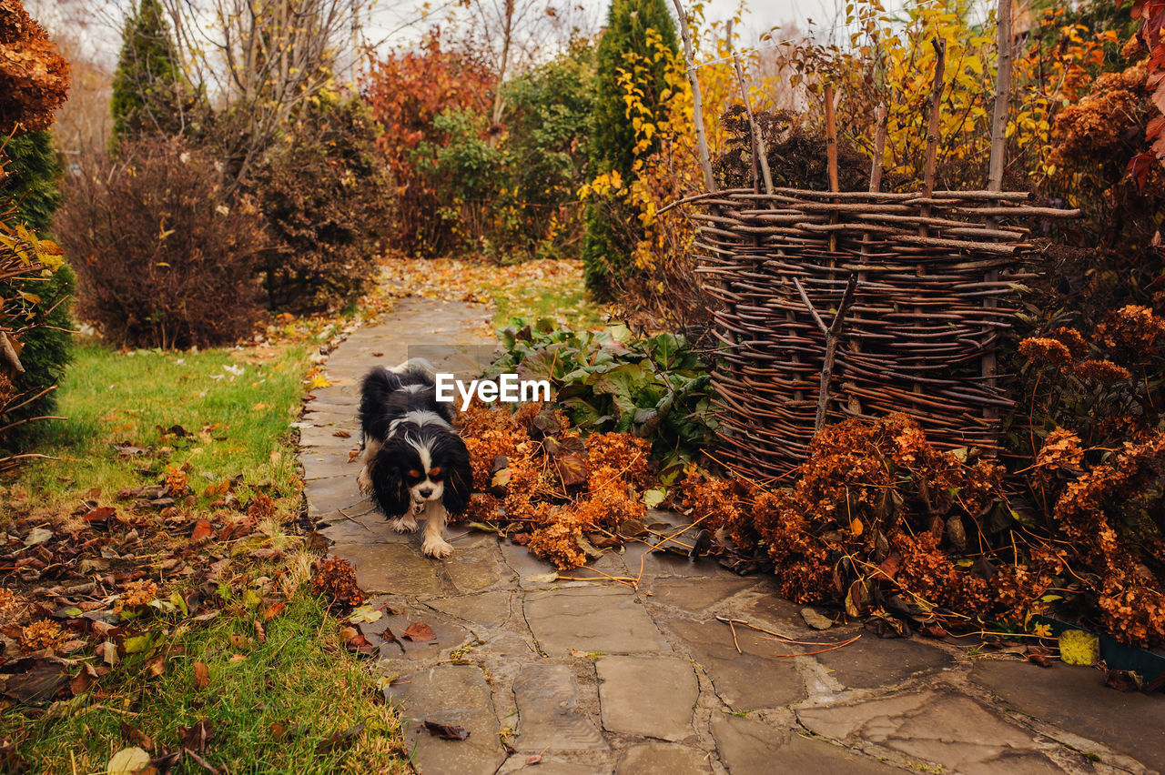 VIEW OF A DOG WALKING ON FOOTPATH