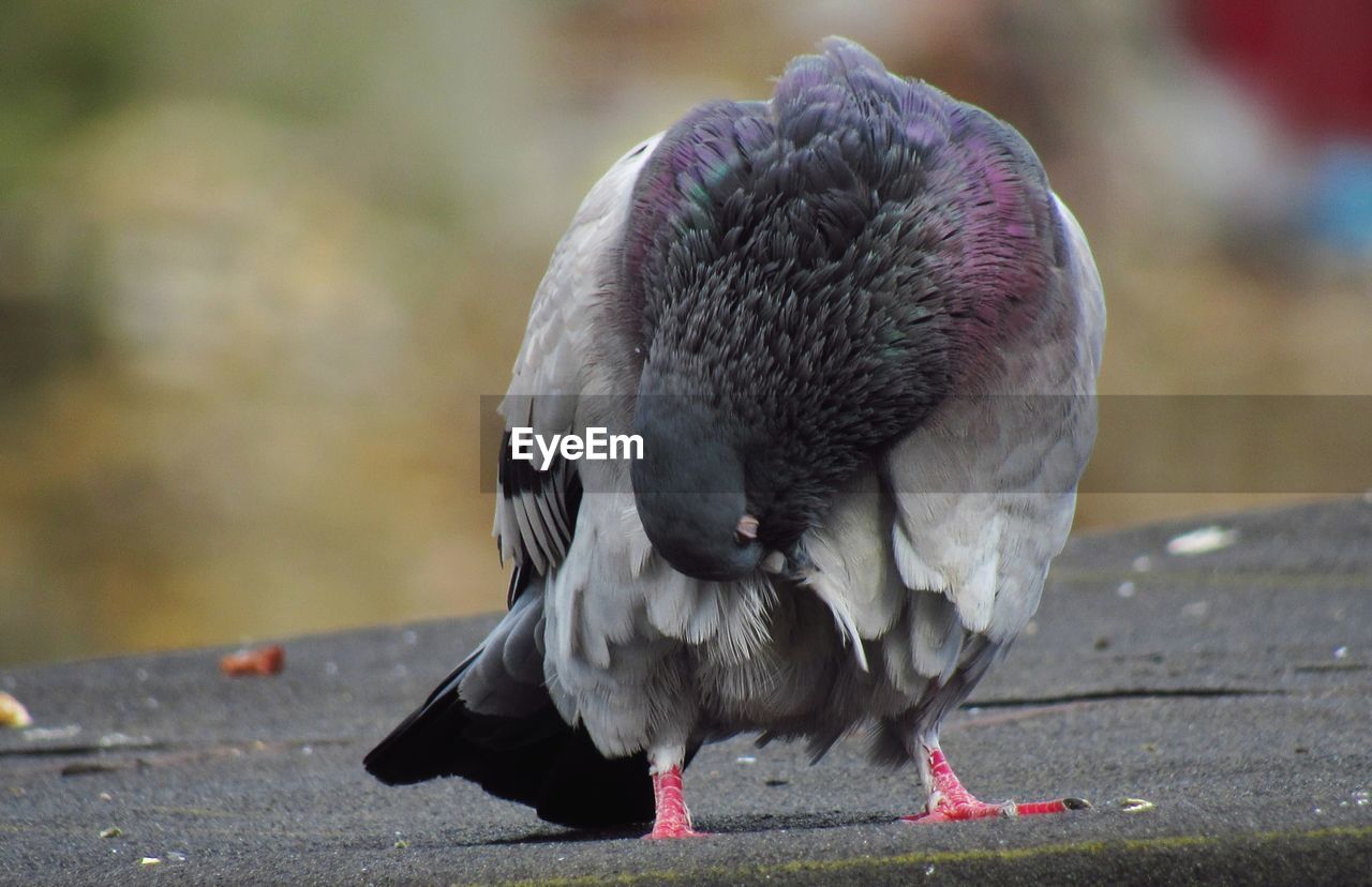 Close-up of pigeon