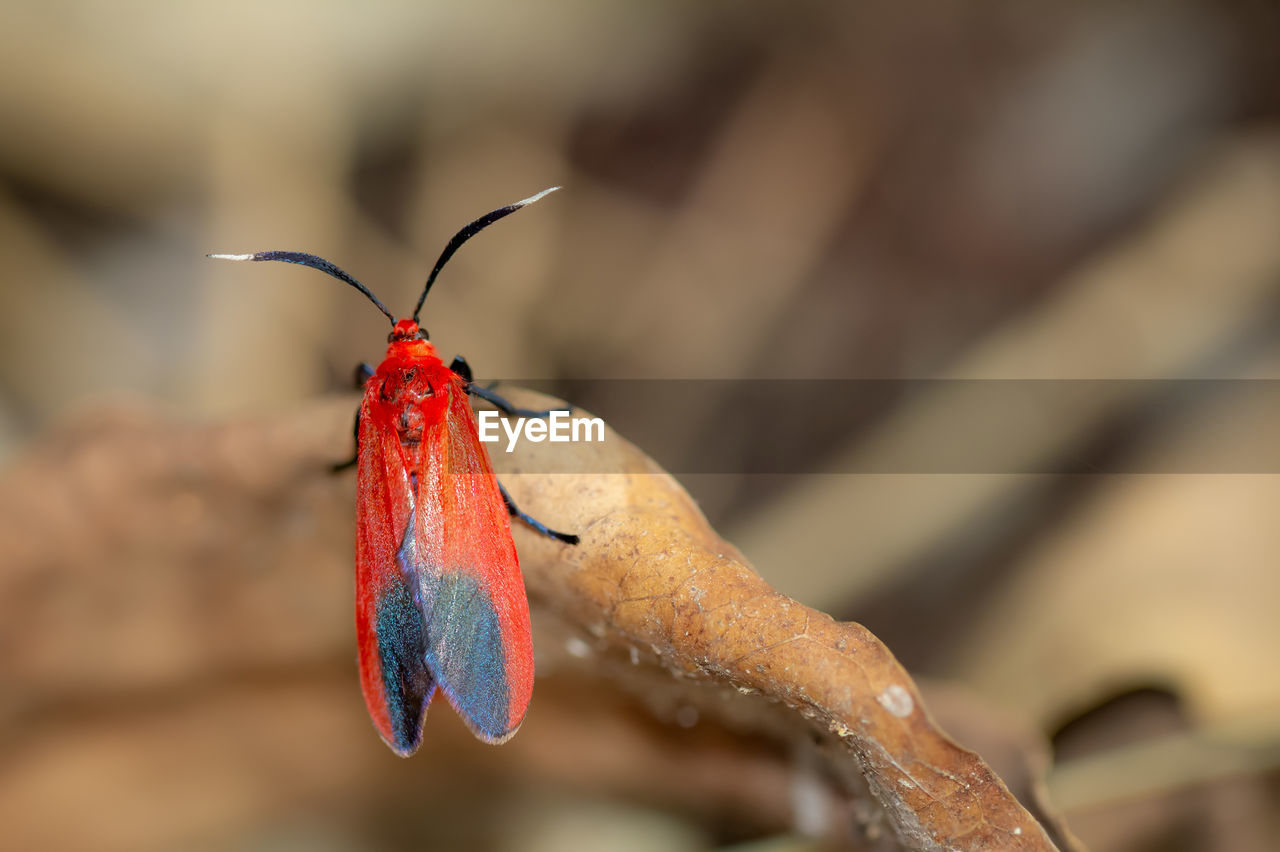 CLOSE-UP OF RED FLOWER