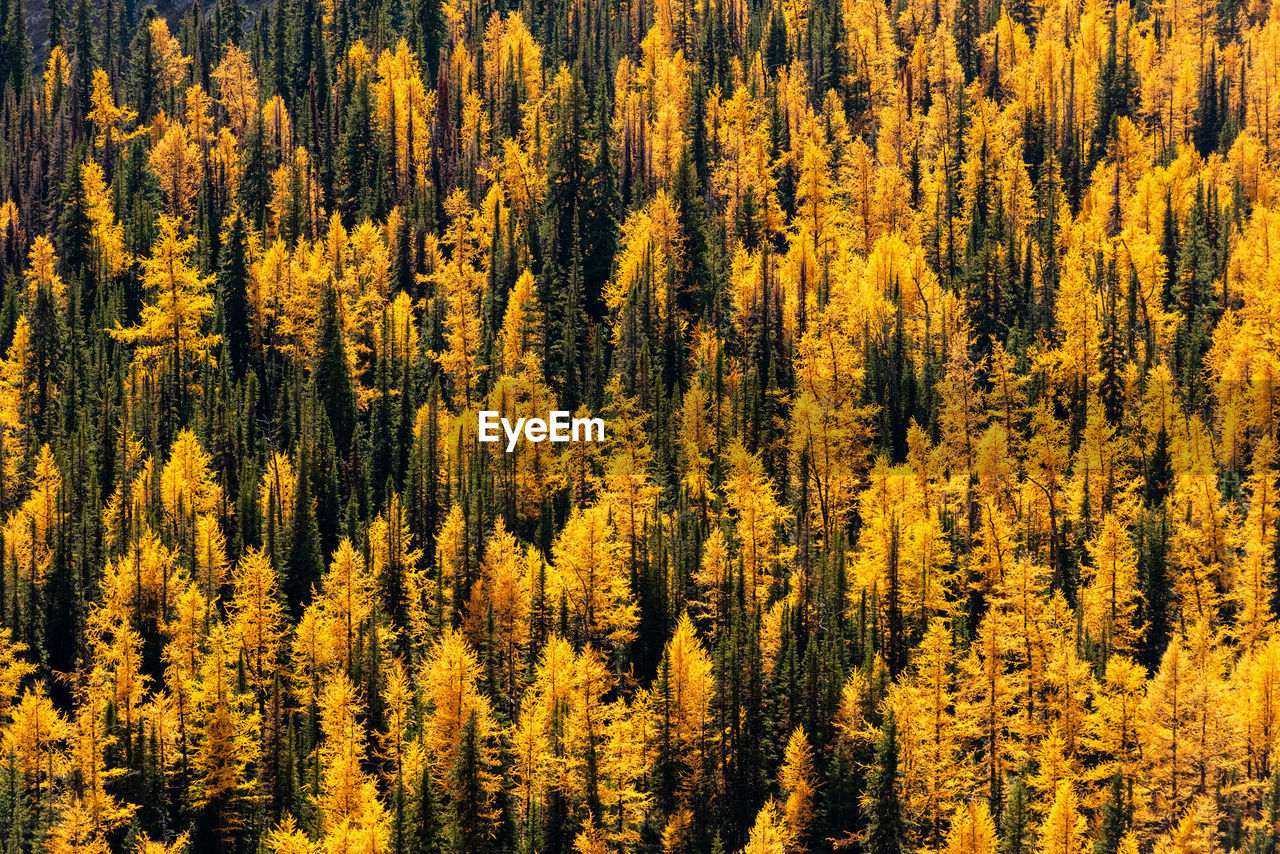 HIGH ANGLE VIEW OF YELLOW PINE TREES IN FOREST
