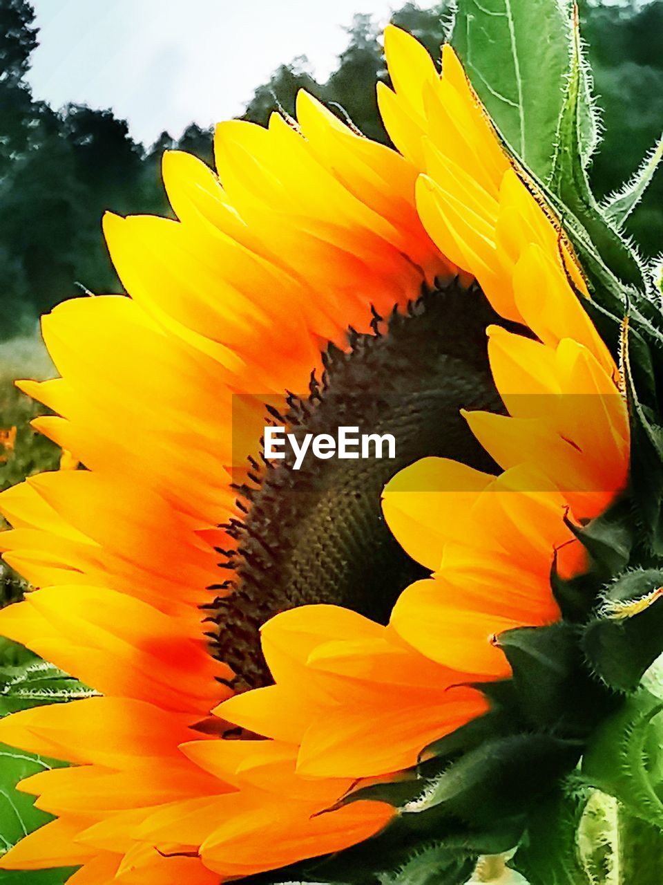 CLOSE-UP OF YELLOW SUNFLOWER ON PLANT AT DUSK