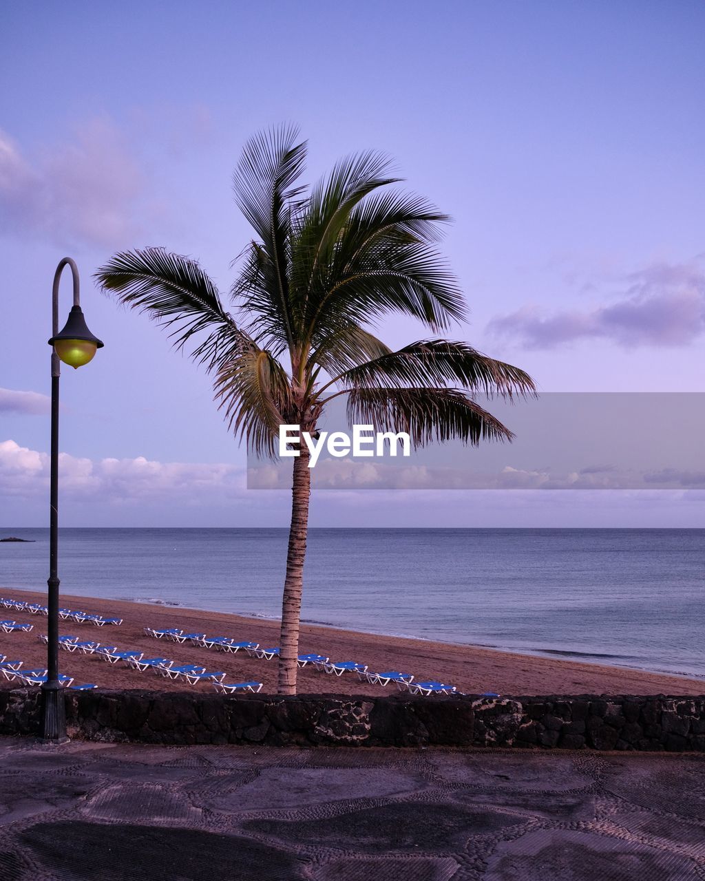 palm tree by sea against sky