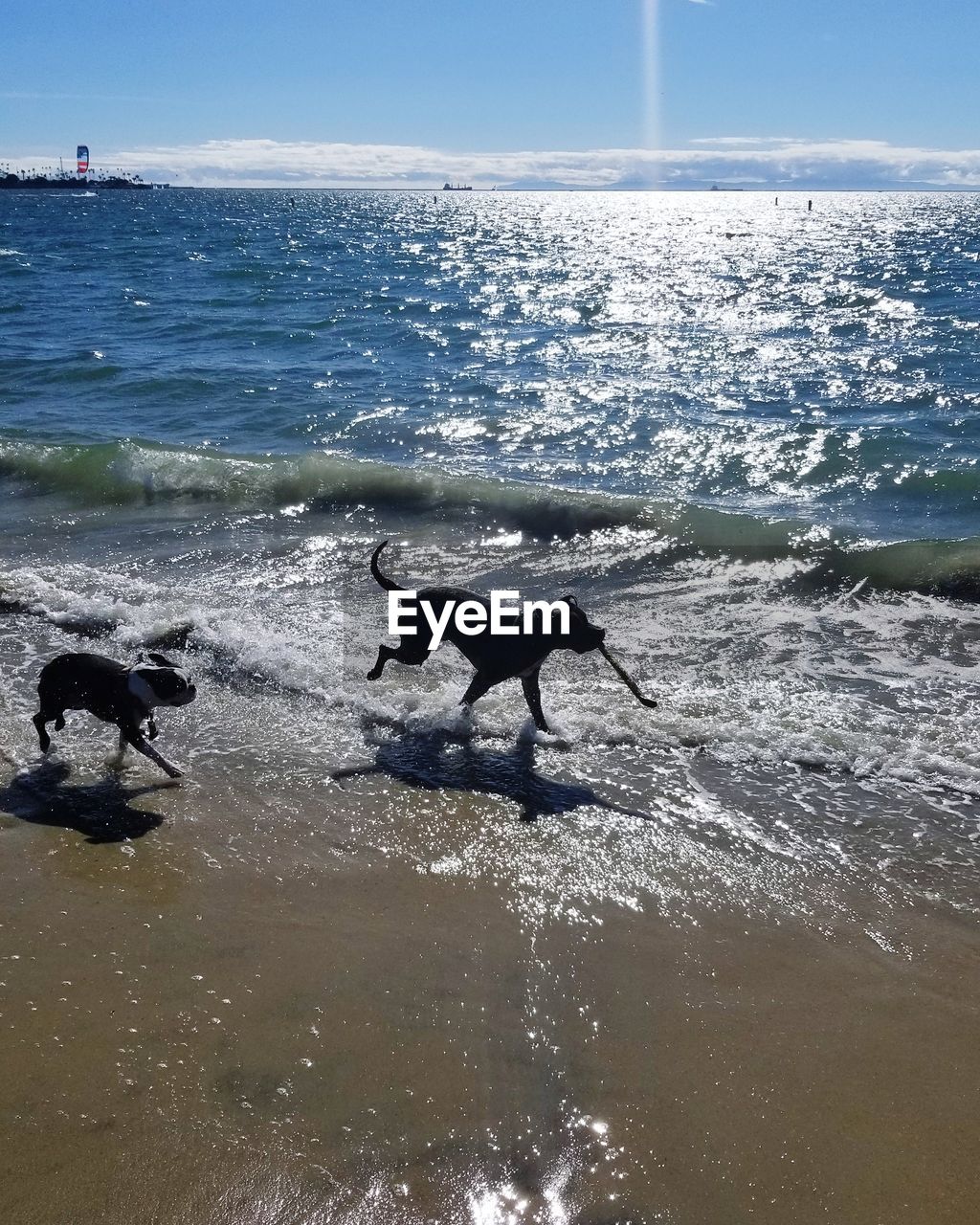 DOG ON BEACH