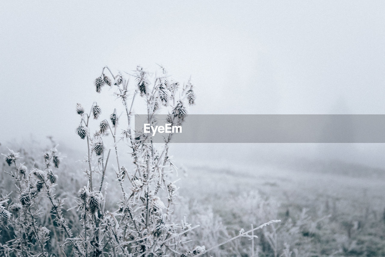 Plants on field during winter against sky