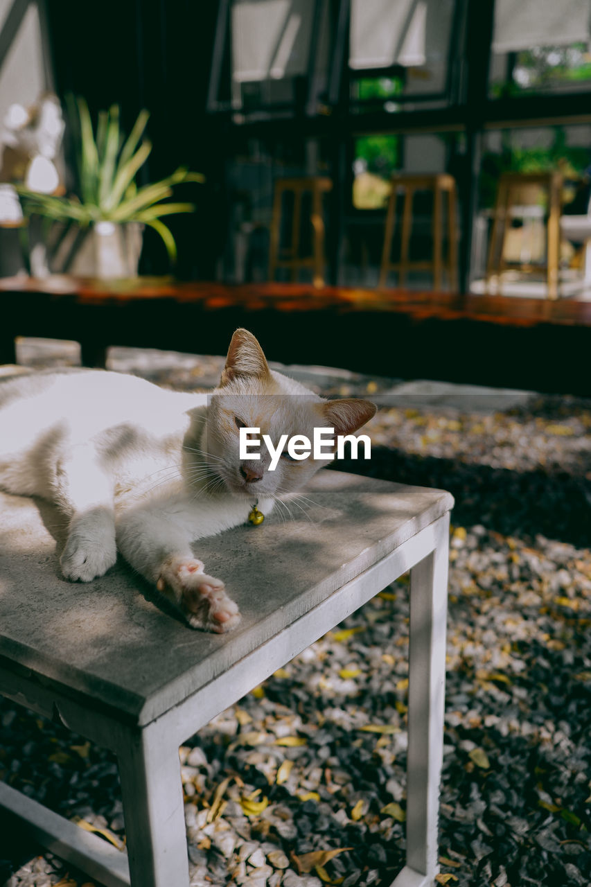 cat, animal themes, animal, mammal, pet, domestic animals, one animal, domestic cat, feline, carnivore, small to medium-sized cats, no people, relaxation, felidae, seat, table, day, looking at camera, chair, nature, portrait, white, focus on foreground