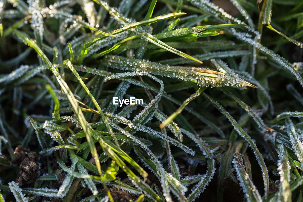 Close-up of frozen plants