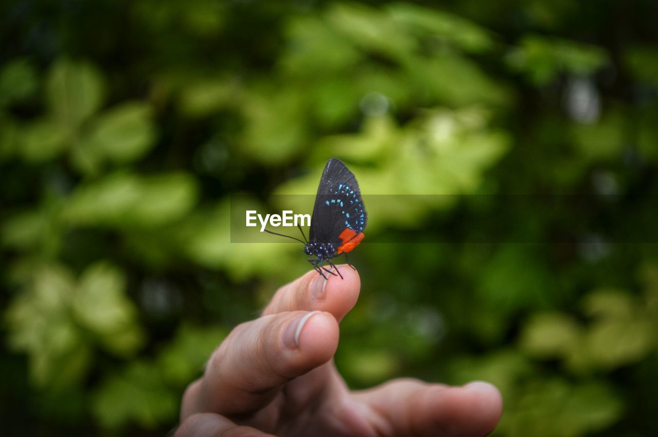 Close-up of butterfly on cropped hand