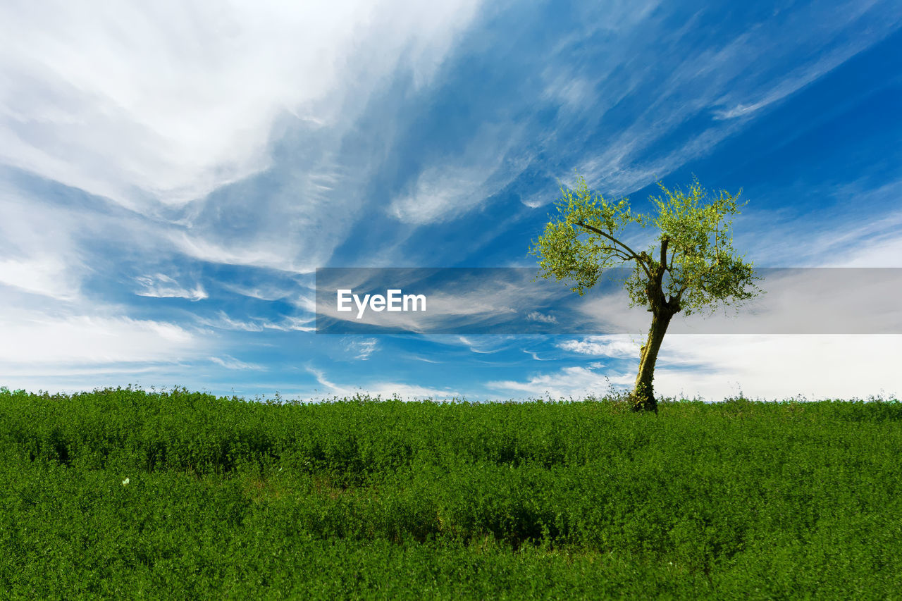 Plants on field against sky