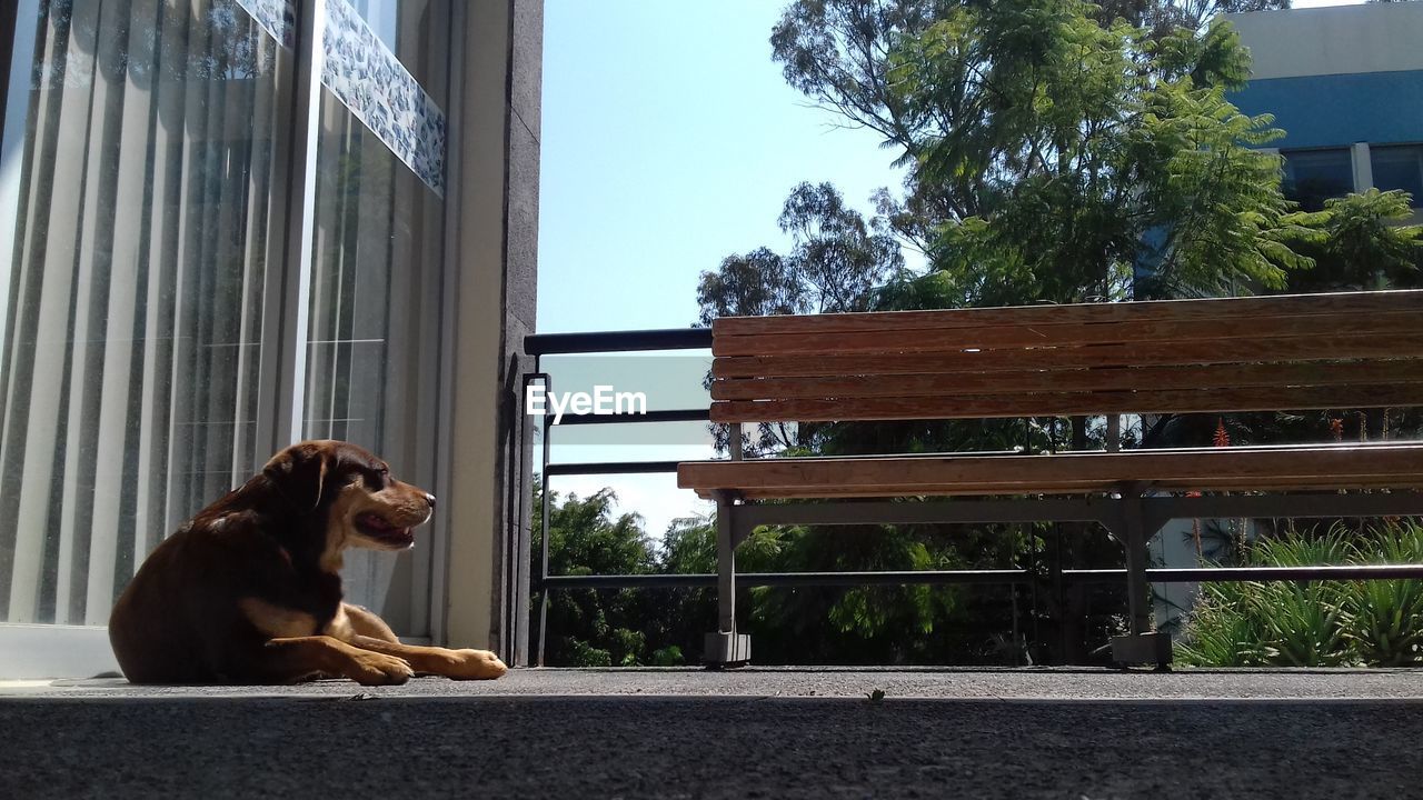 Dog looking through window