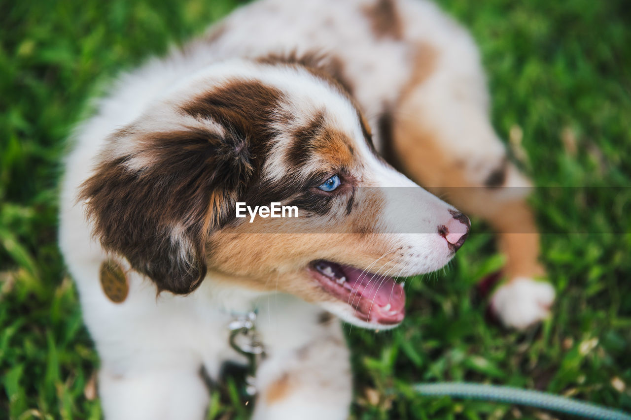CLOSE-UP OF DOG LOOKING AWAY ON FIELD