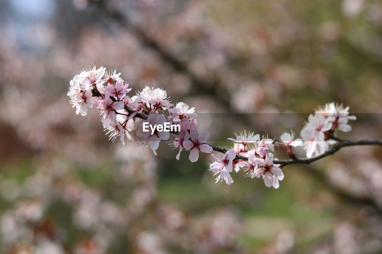 CLOSE-UP OF CHERRY BLOSSOM FLOWERS