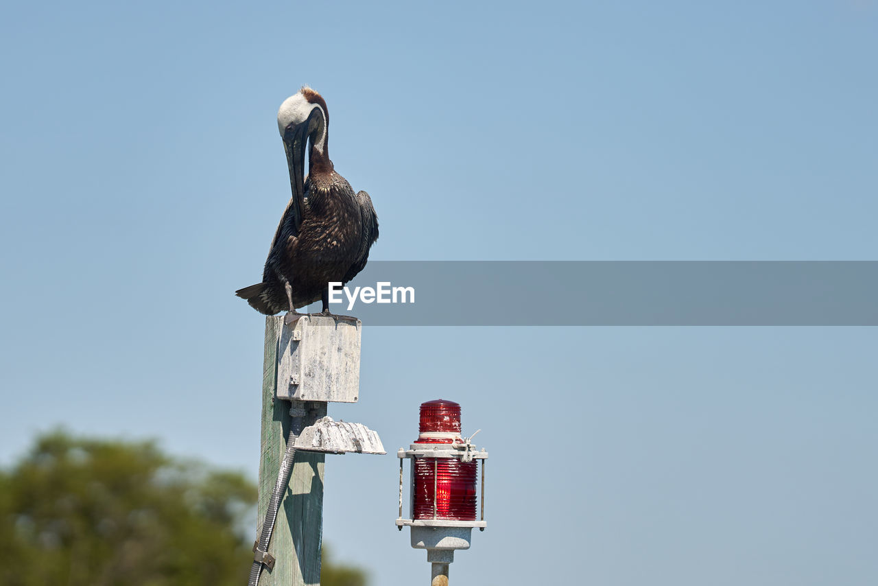 Low angle view of bird against clear sky