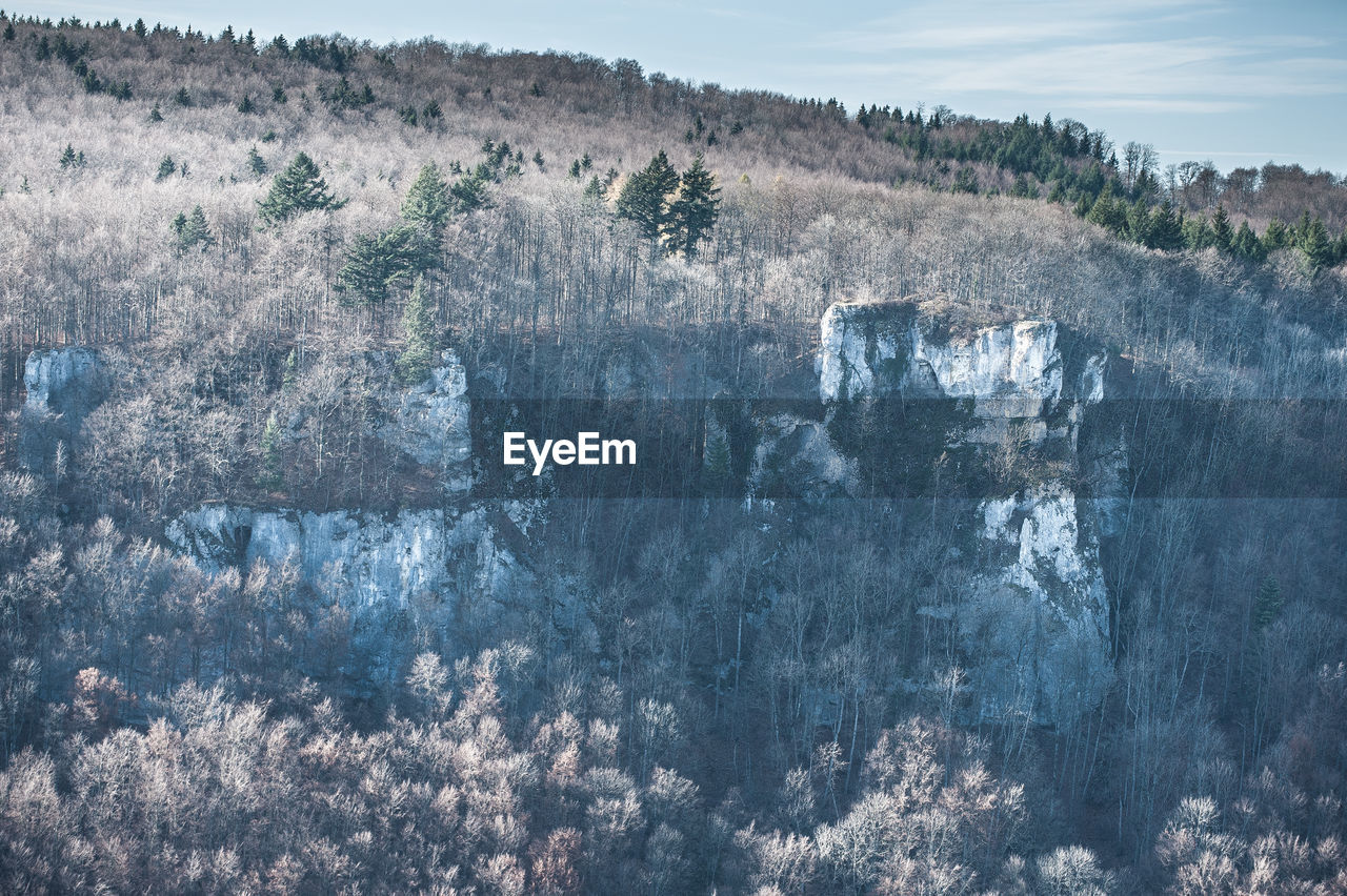 Trees on mountain