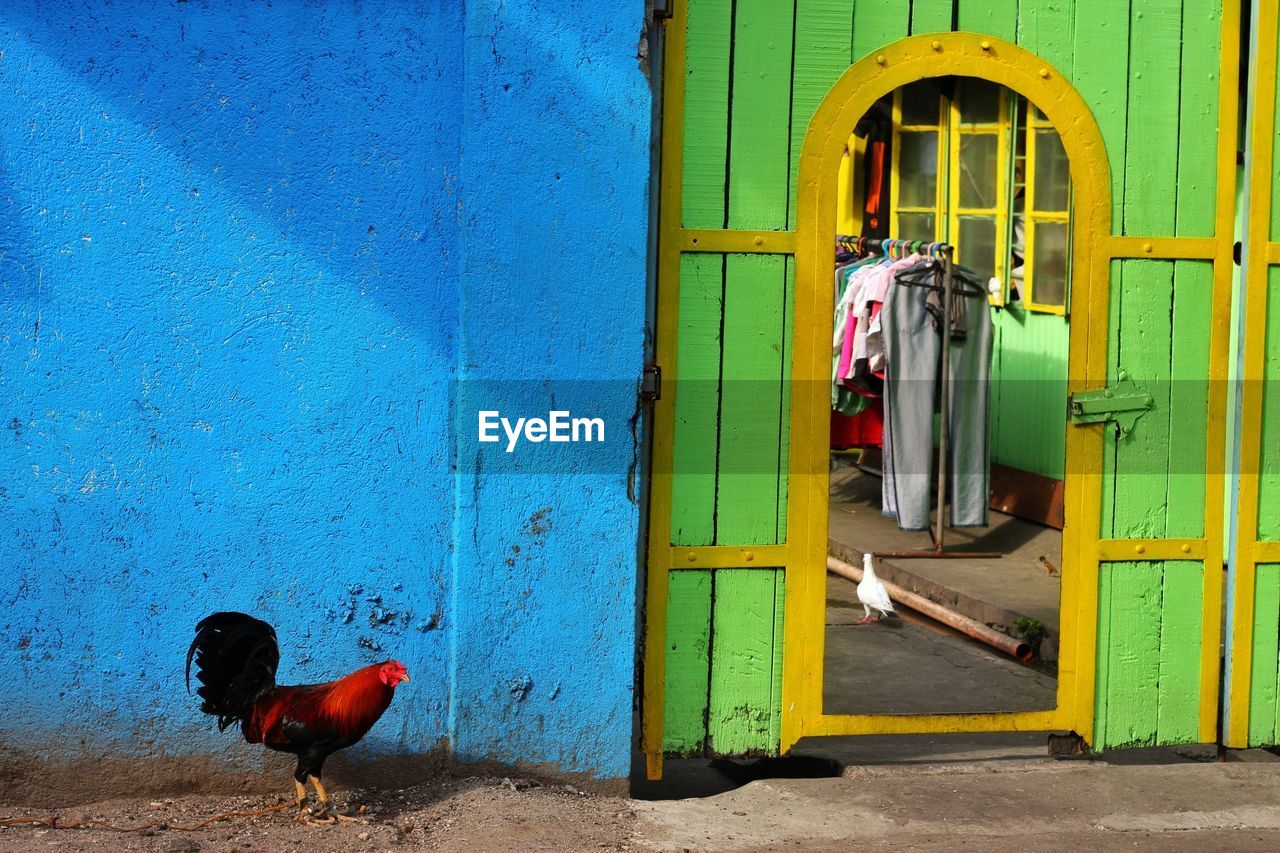 MULTI COLORED BIRD