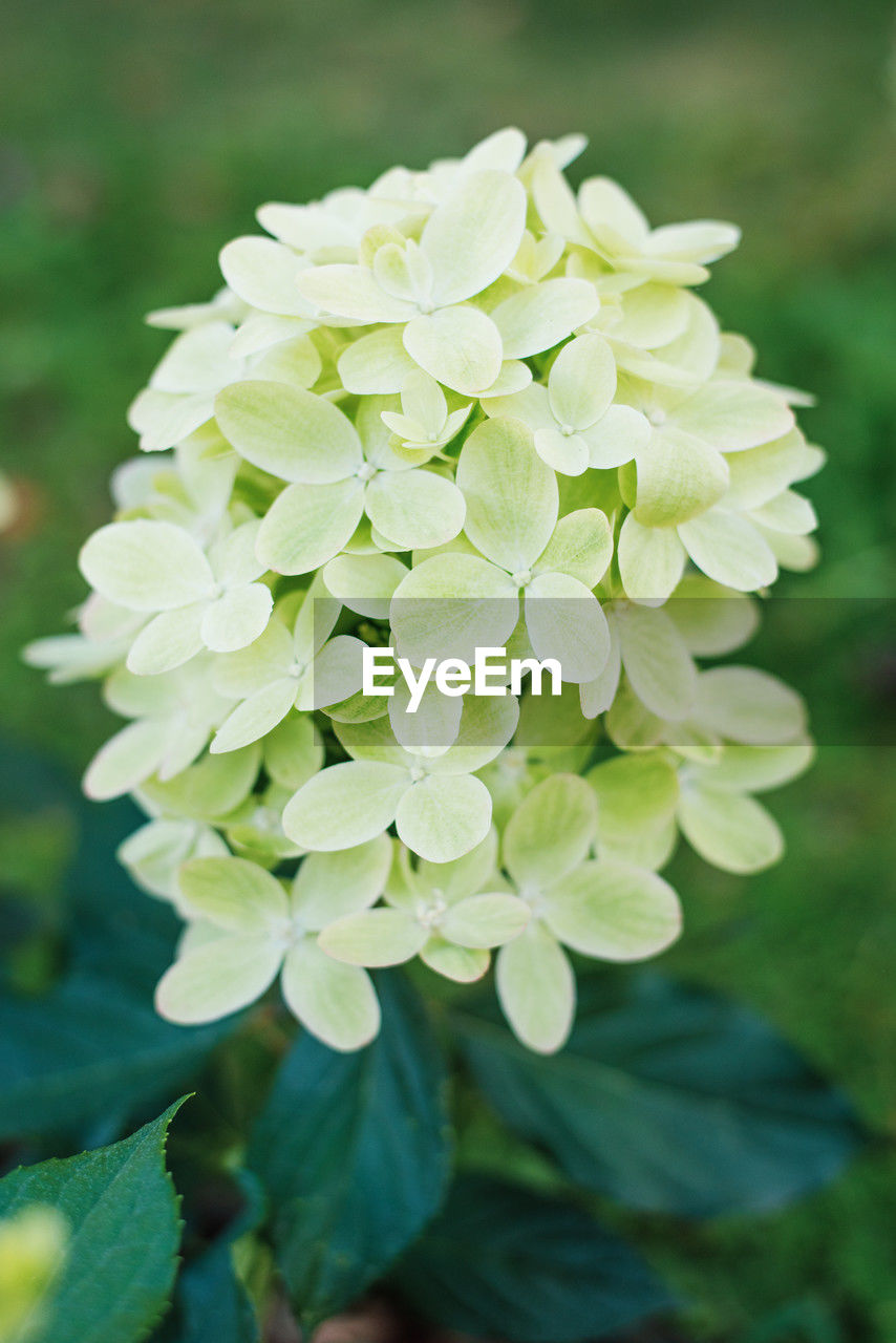 plant, flower, flowering plant, beauty in nature, freshness, close-up, nature, petal, growth, flower head, inflorescence, fragility, focus on foreground, green, plant part, leaf, springtime, no people, day, outdoors, hydrangea, white, blossom, garden, botany