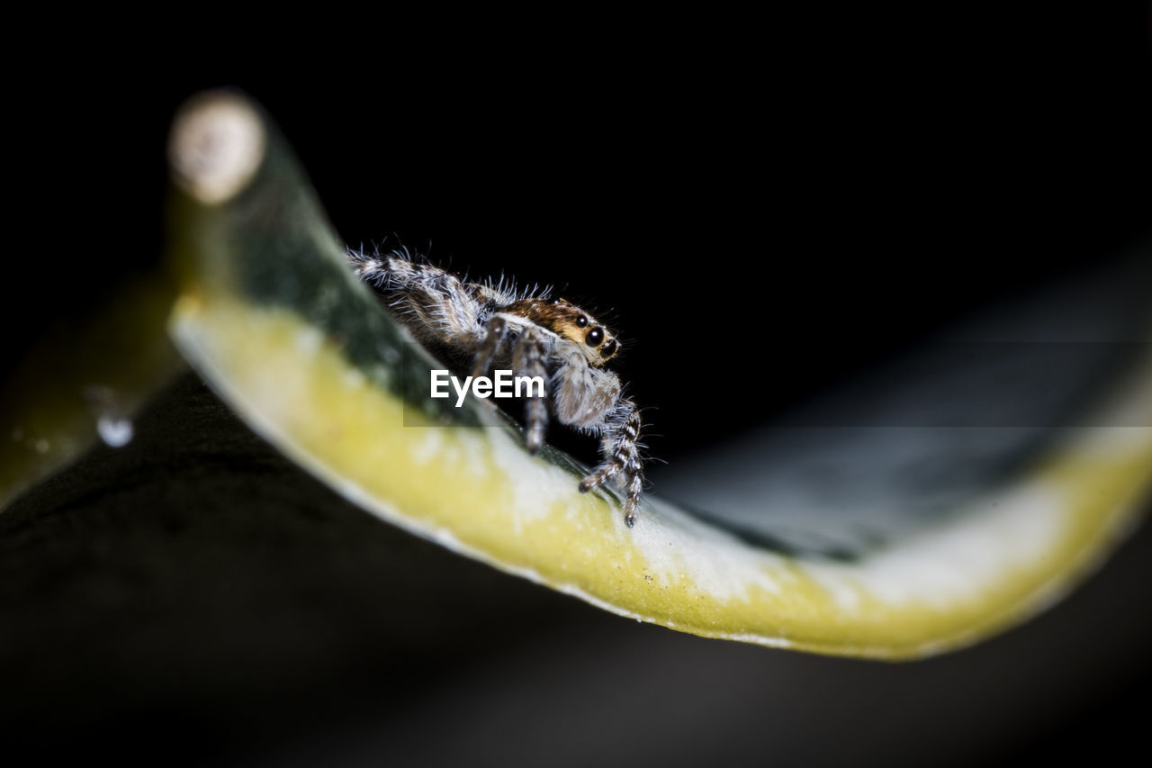 Extreme close-up of spider on plant at night