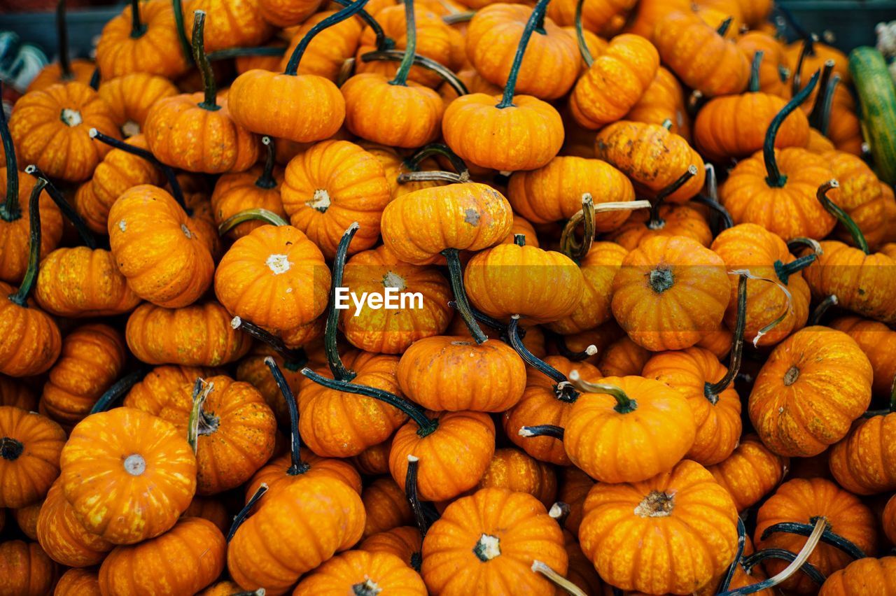 Full frame shot of pumpkins