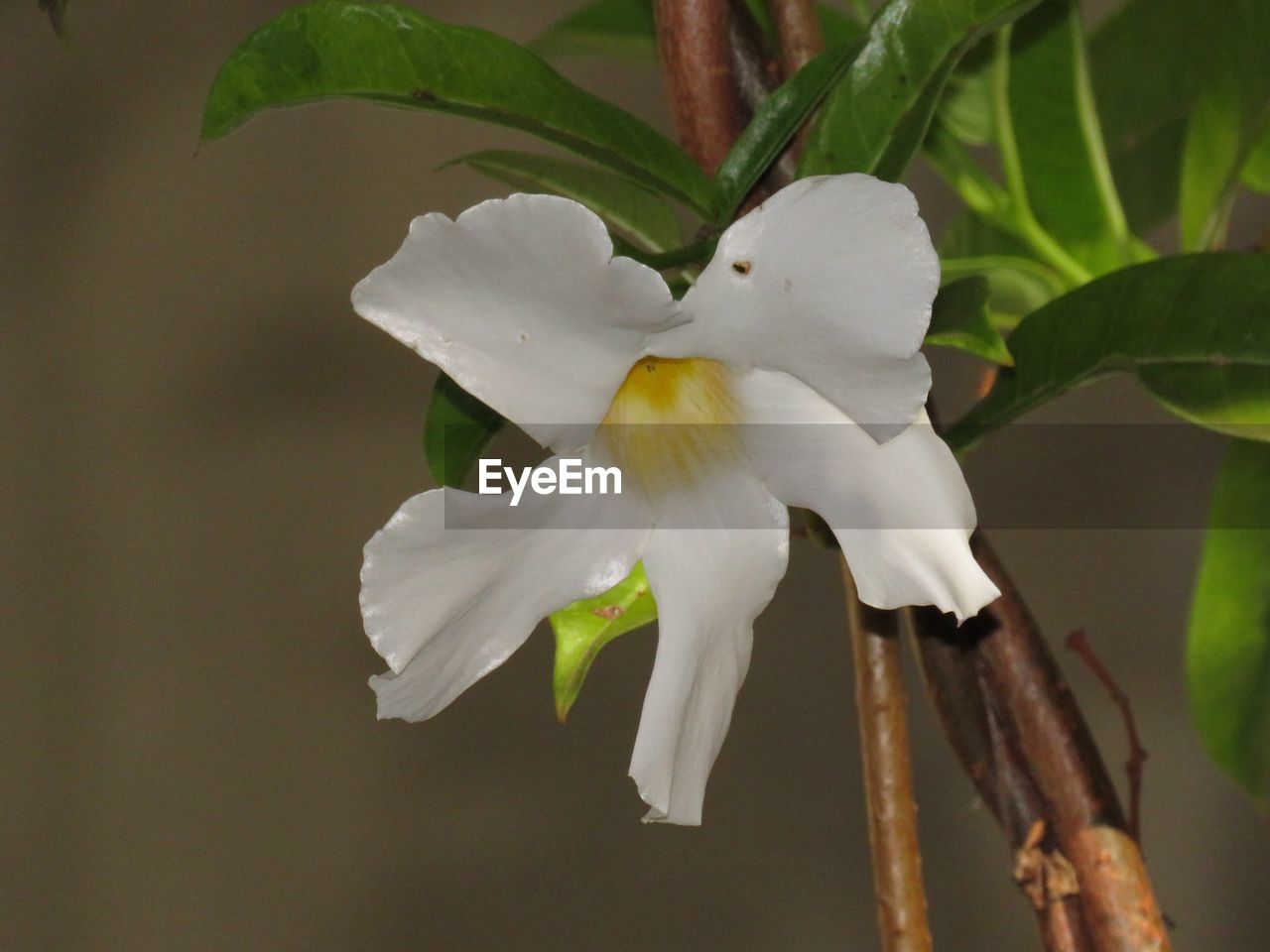 CLOSE-UP OF WHITE FLOWER