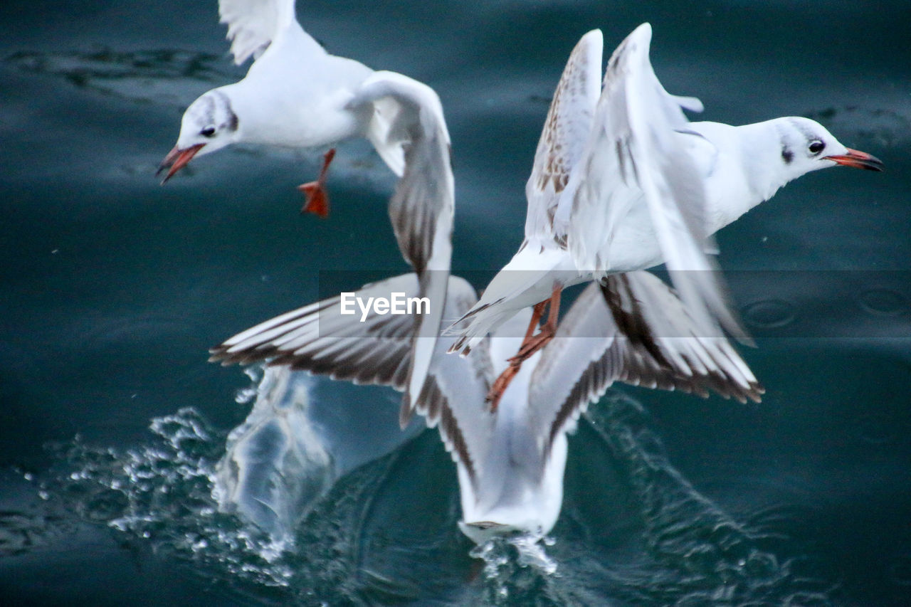 Bird flying over water