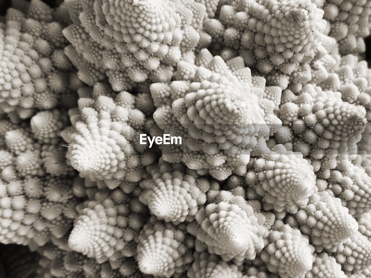 Close-up of romanesco broccoli