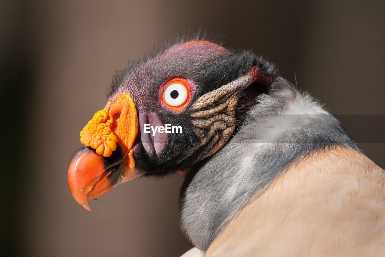 A portrait of a king vulture