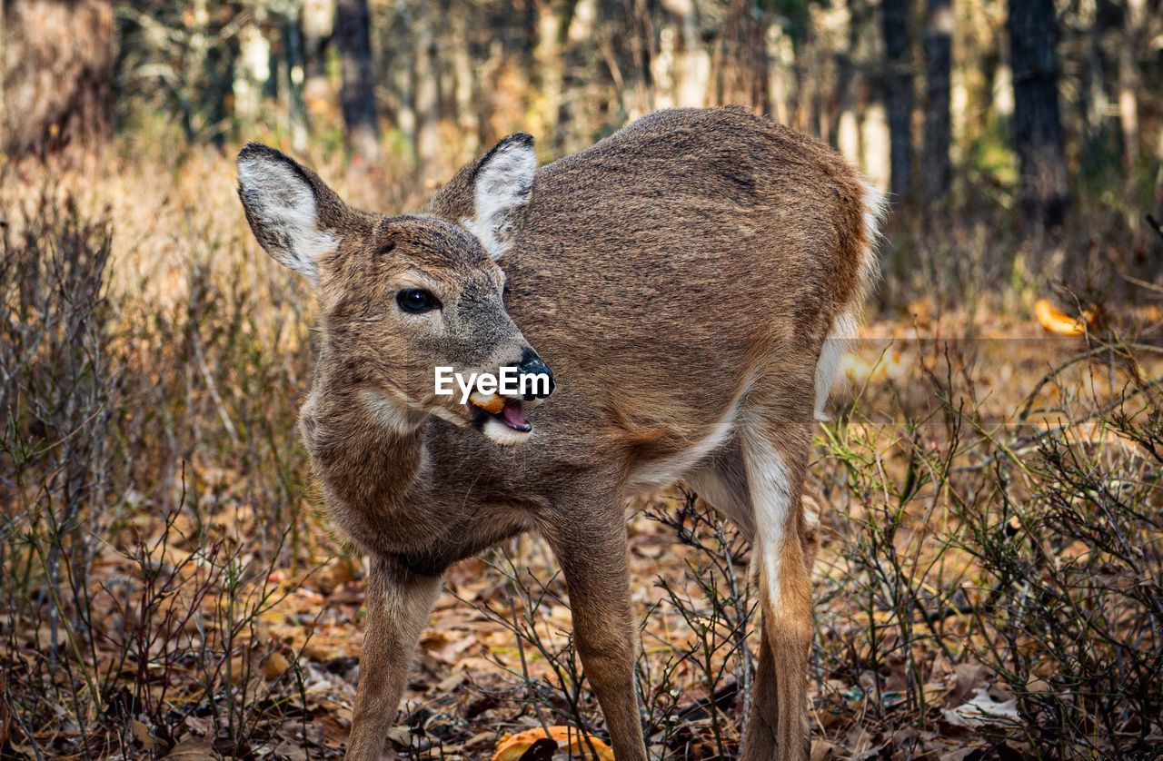 animal, animal themes, mammal, animal wildlife, wildlife, deer, nature, no people, one animal, tree, plant, outdoors, forest, young animal, land, day, focus on foreground, standing