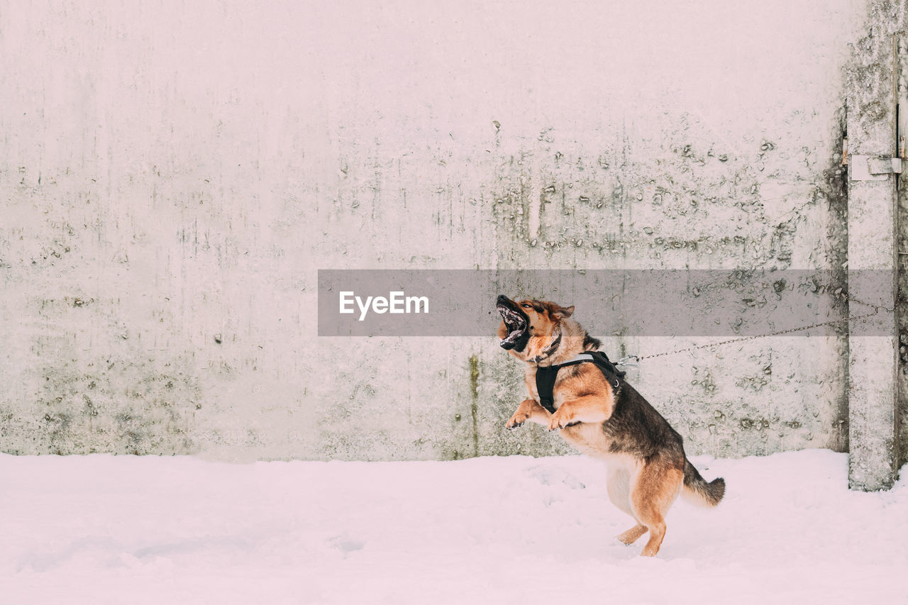 dog running on snow covered field