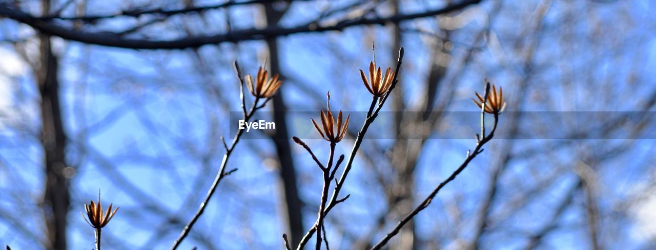 Close-up of flowers on branch