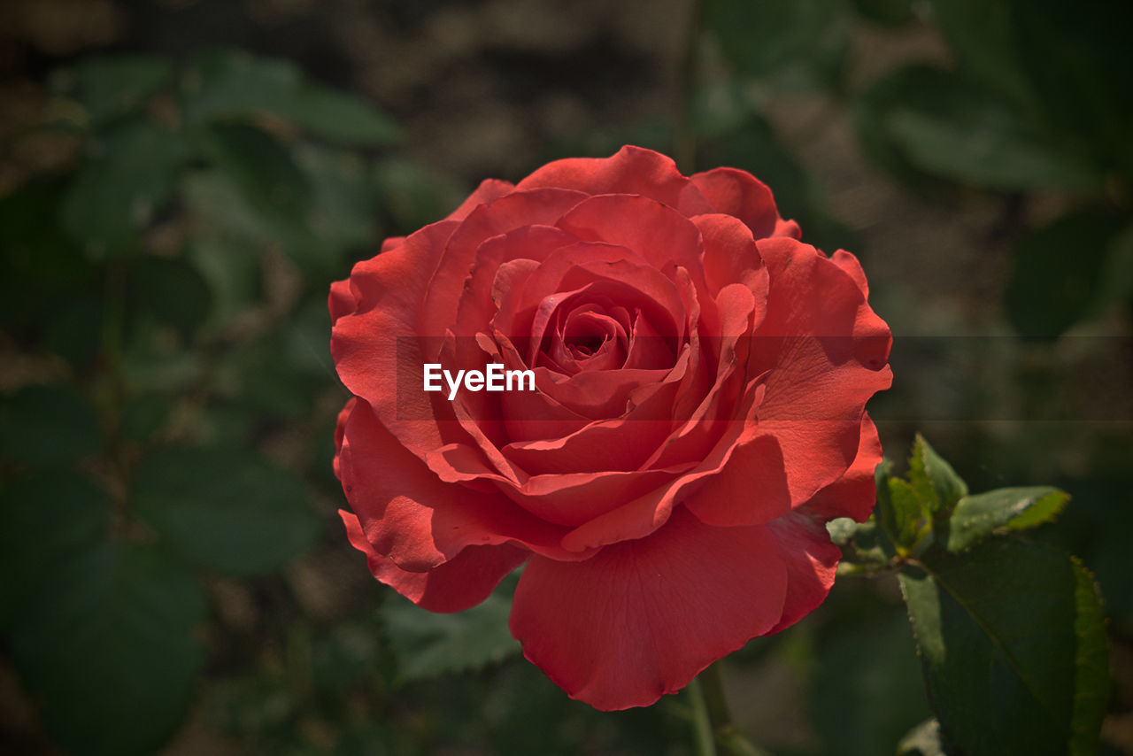 CLOSE-UP OF RED ROSE IN PLANT