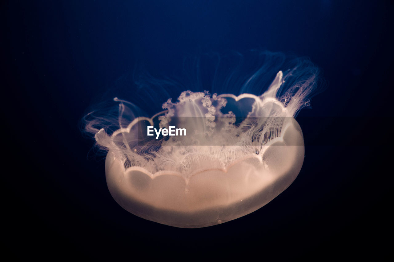 Close-up of jellyfish against black background