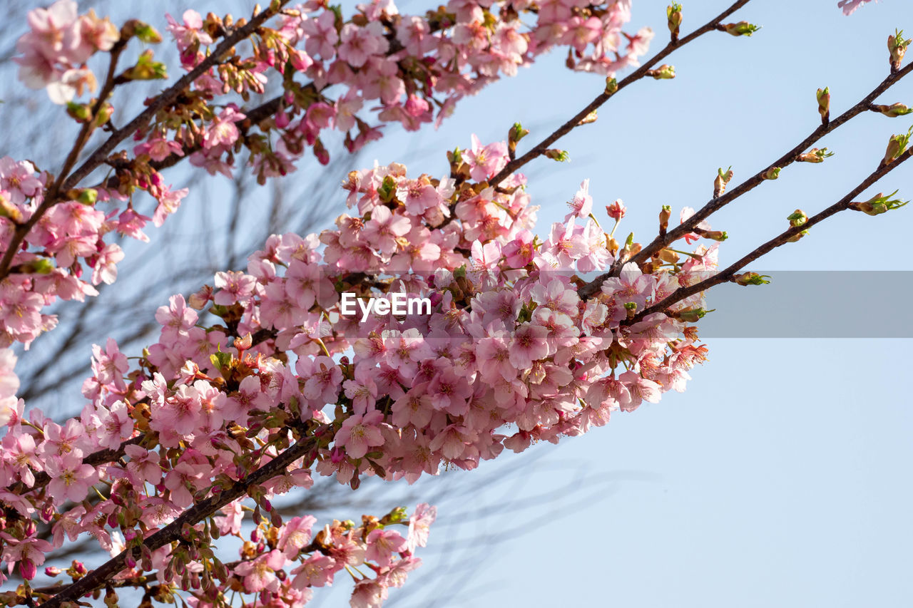 plant, blossom, flower, tree, flowering plant, springtime, fragility, beauty in nature, freshness, pink, growth, branch, nature, cherry blossom, sky, cherry tree, spring, no people, day, low angle view, produce, outdoors, botany, fruit tree, close-up, twig, clear sky, cherry, inflorescence, petal, flower head, food, orchard, culture, sunlight, agriculture
