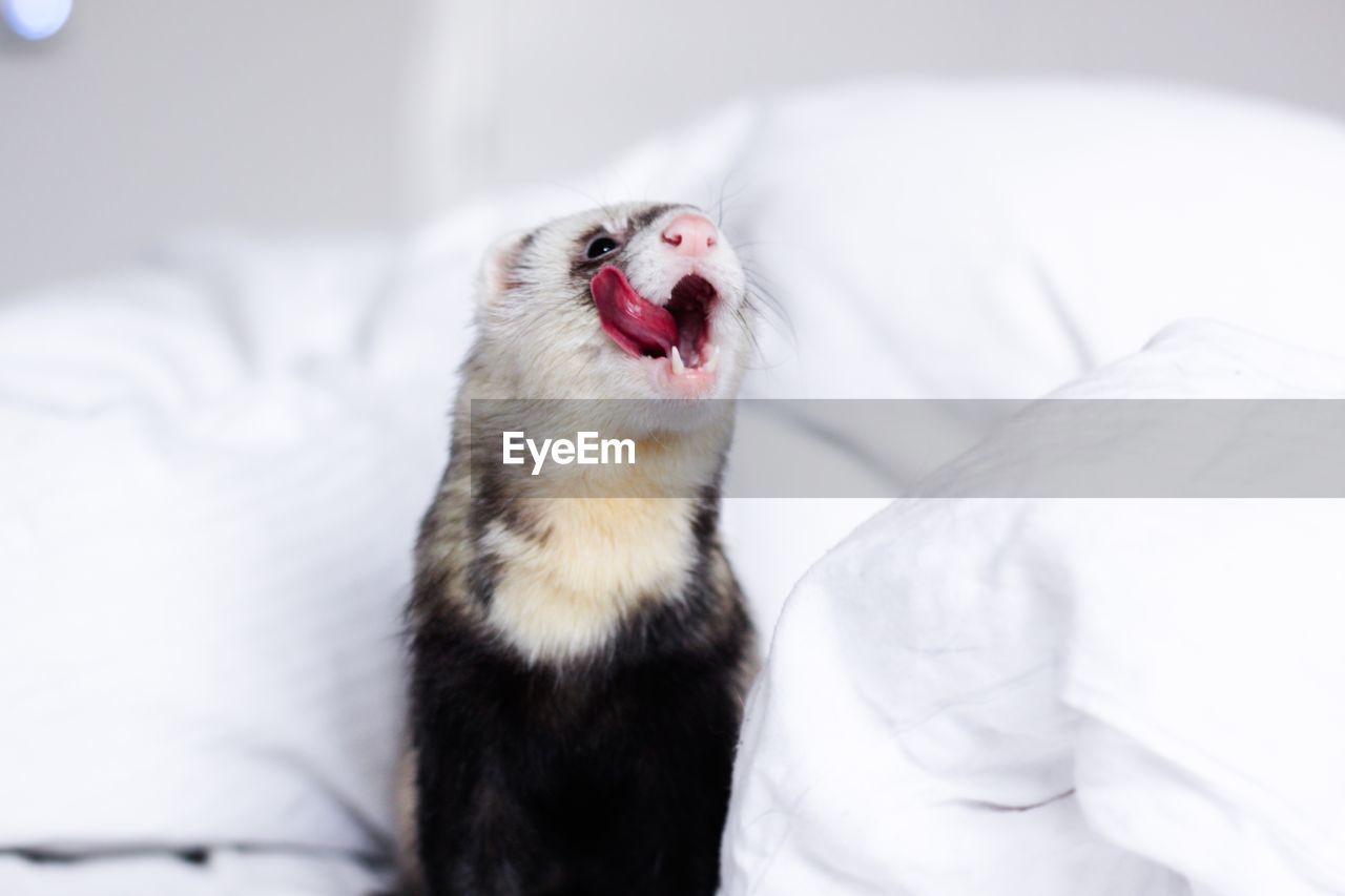 Close-up of ferret yawning on bed