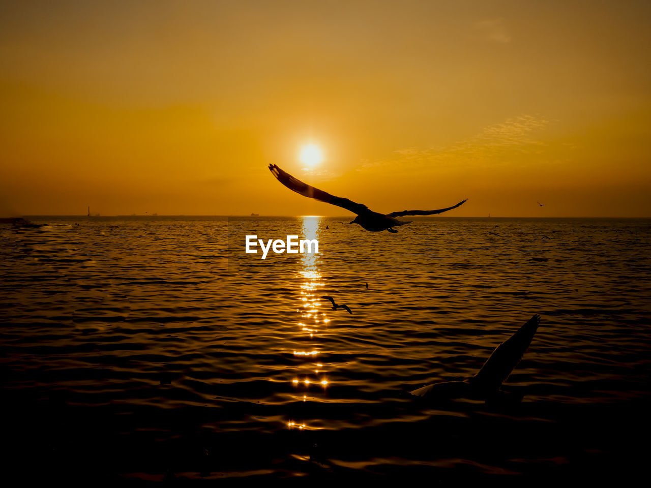 Sunset sea bird silhouette sunset.silhouette bird flying photography sea. minimal photography