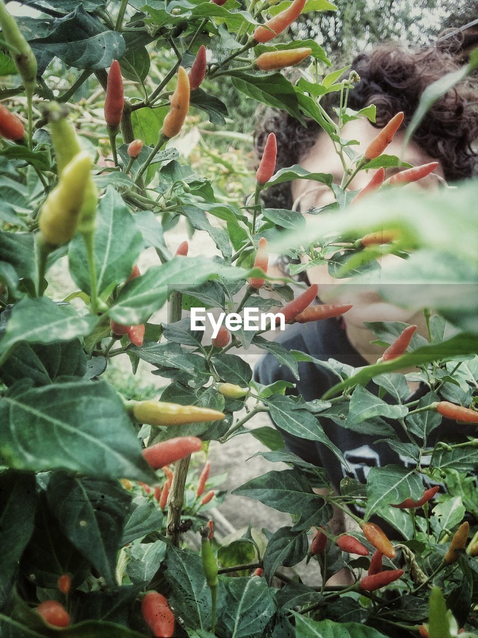 Chili plants against man in background