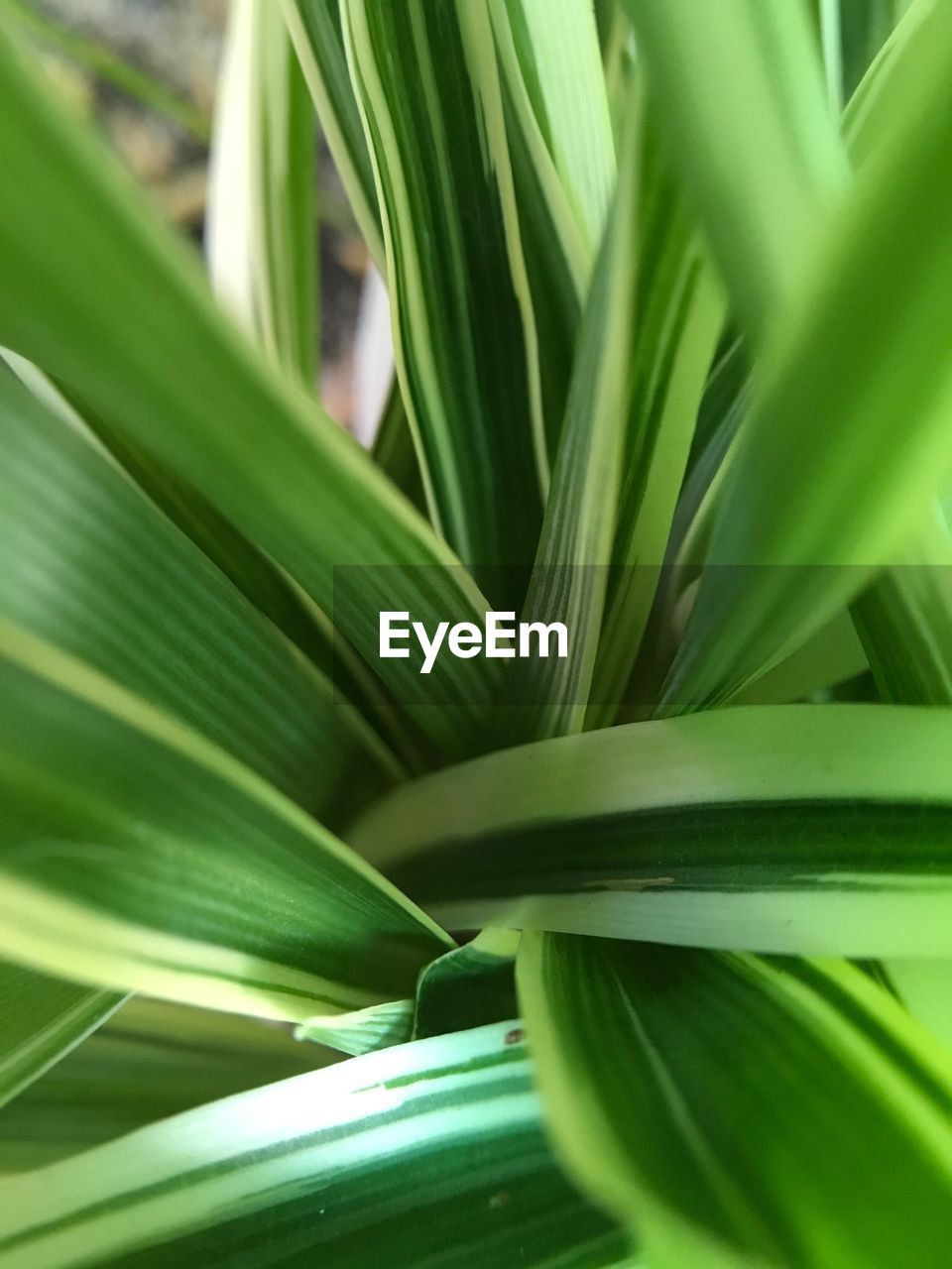 CLOSE-UP OF GREEN LEAF