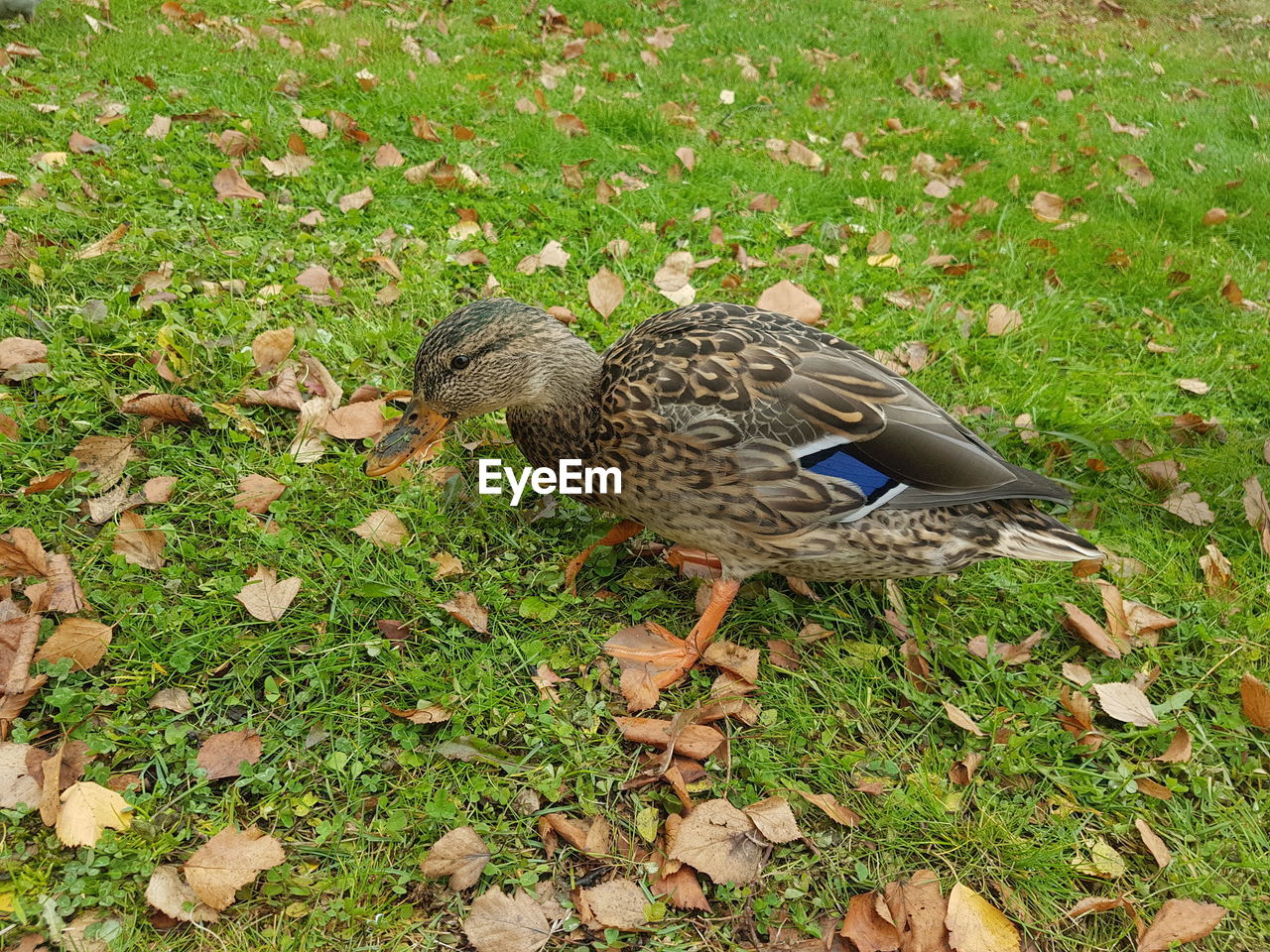 HIGH ANGLE VIEW OF A DUCK ON FIELD