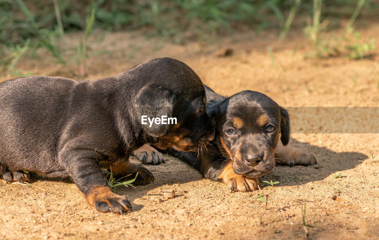 PORTRAIT OF A PUPPY