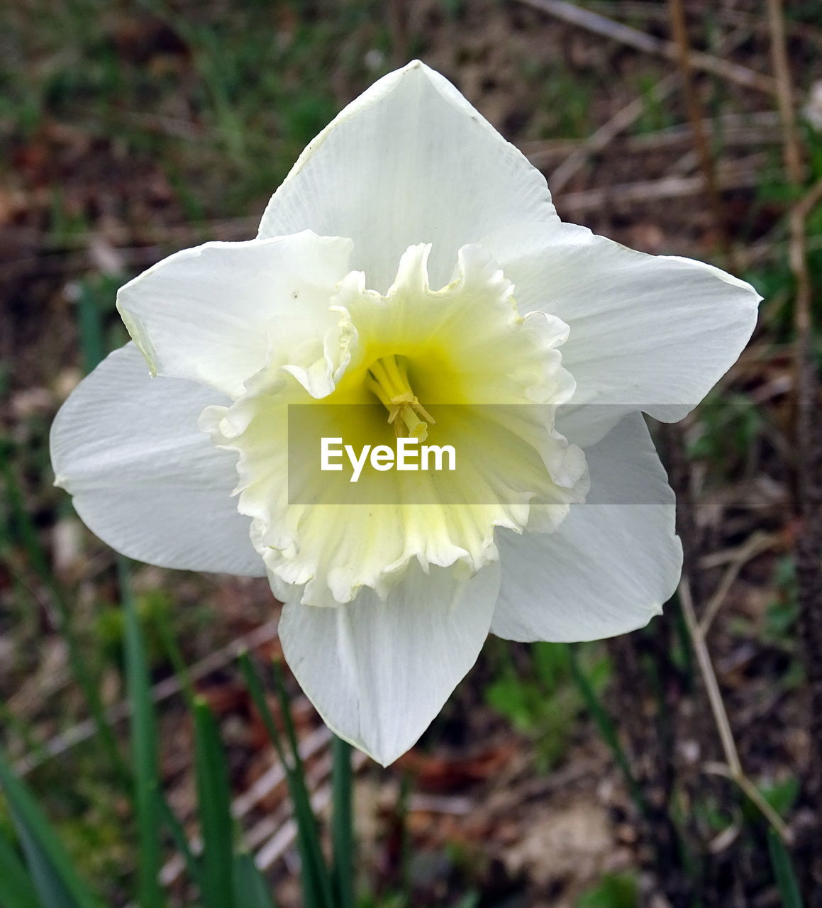 CLOSE-UP OF FLOWER GROWING OUTDOORS