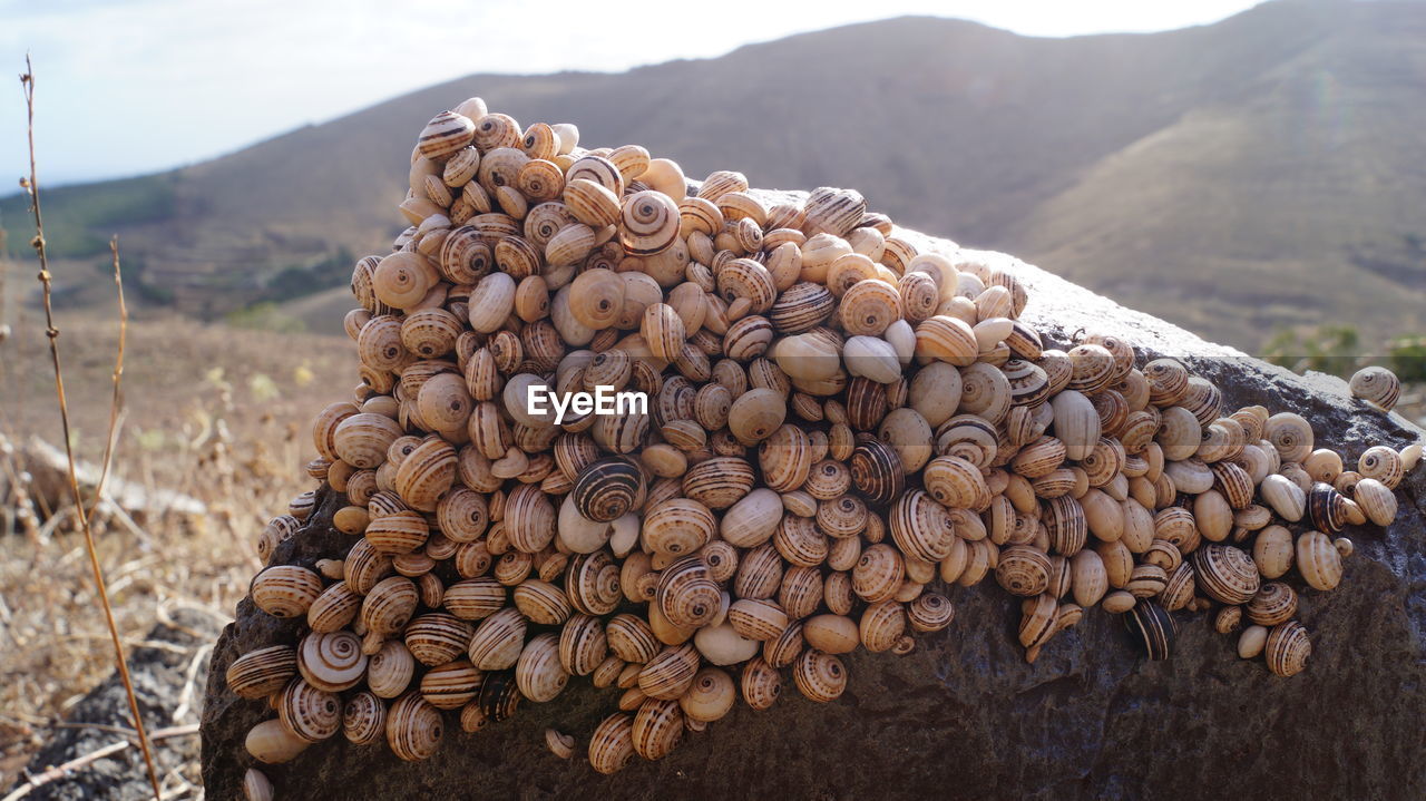 Close-up of sea shells on rock