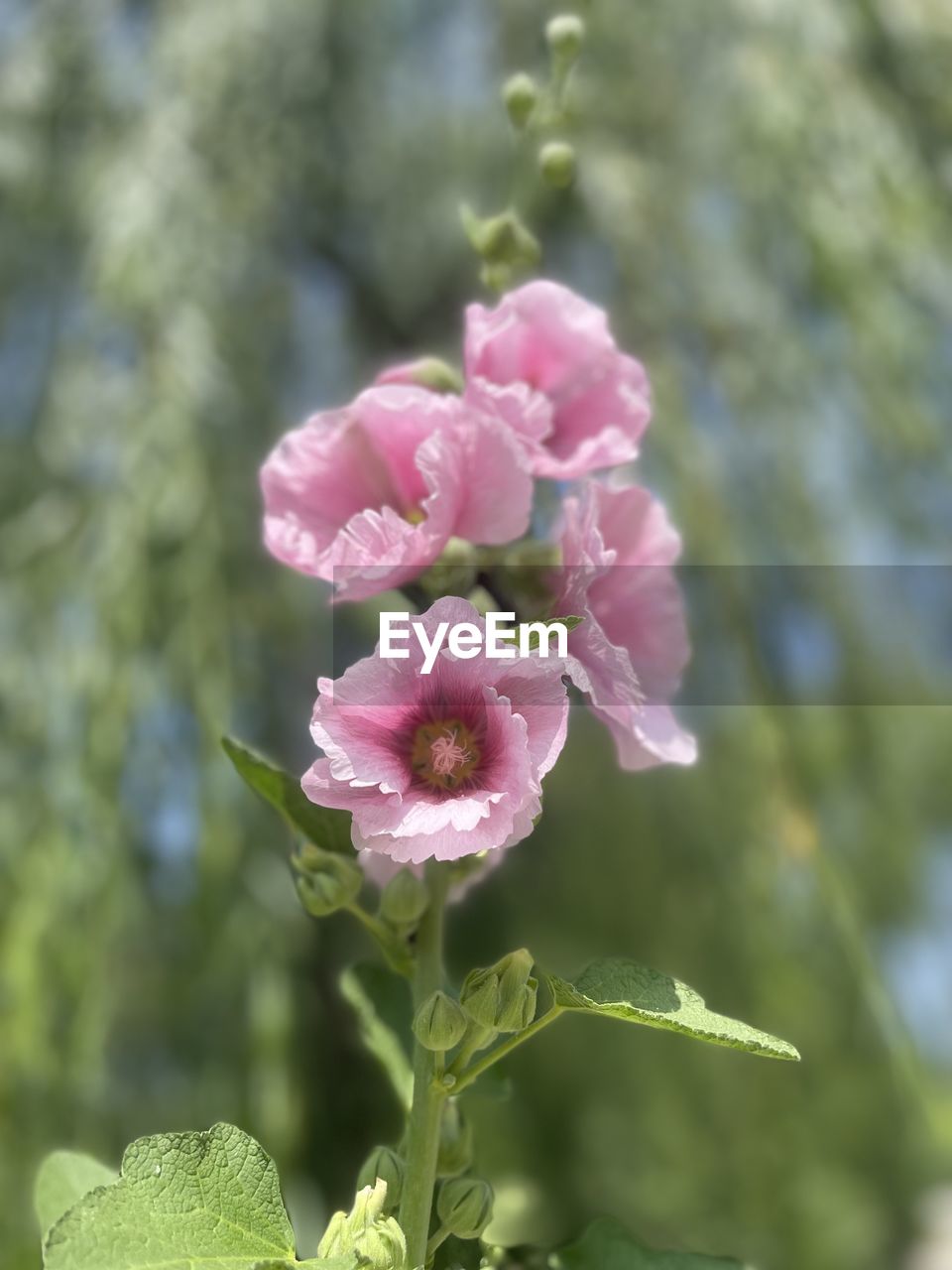 plant, flower, flowering plant, freshness, beauty in nature, pink, nature, growth, close-up, fragility, blossom, flower head, inflorescence, petal, no people, focus on foreground, plant part, springtime, leaf, outdoors, tree, day, rose, selective focus, botany
